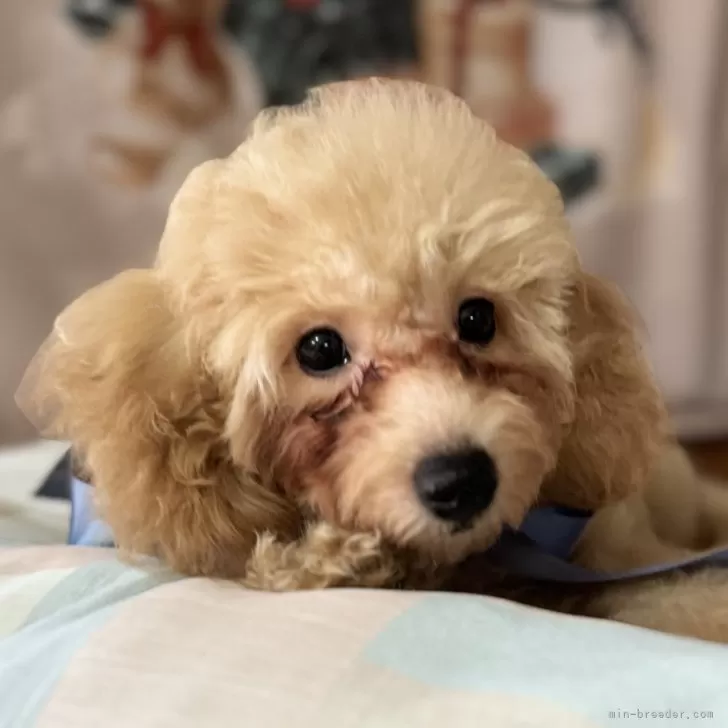 ID:2408-06024の子犬