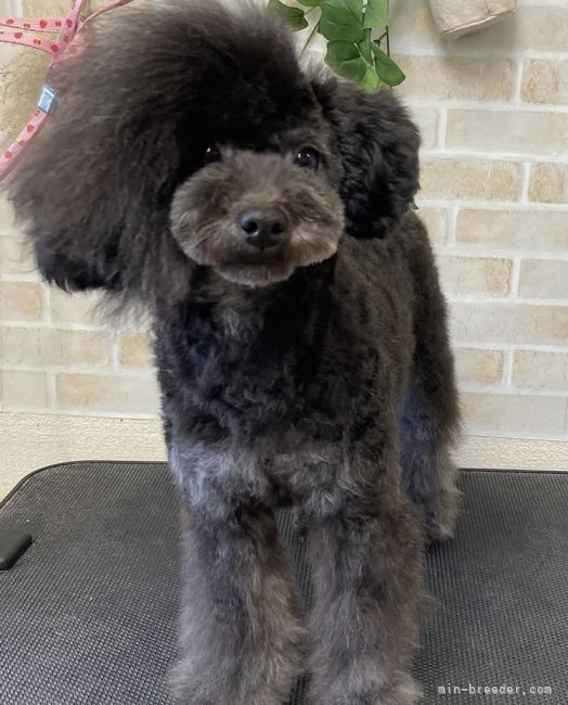 パパ犬です｜岩見　知恵美(いわみ　ちえみ)ブリーダー(福岡県・トイプードル・JKC登録)の紹介写真4