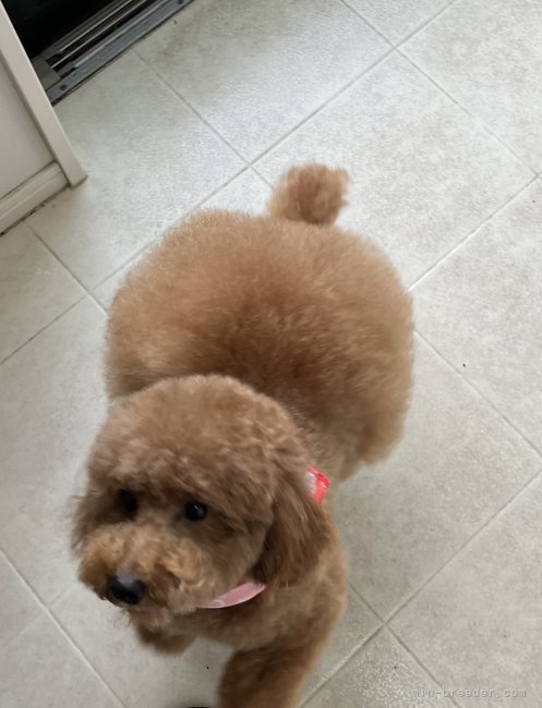 岩見知恵美ブリーダーのブログ：出産予定