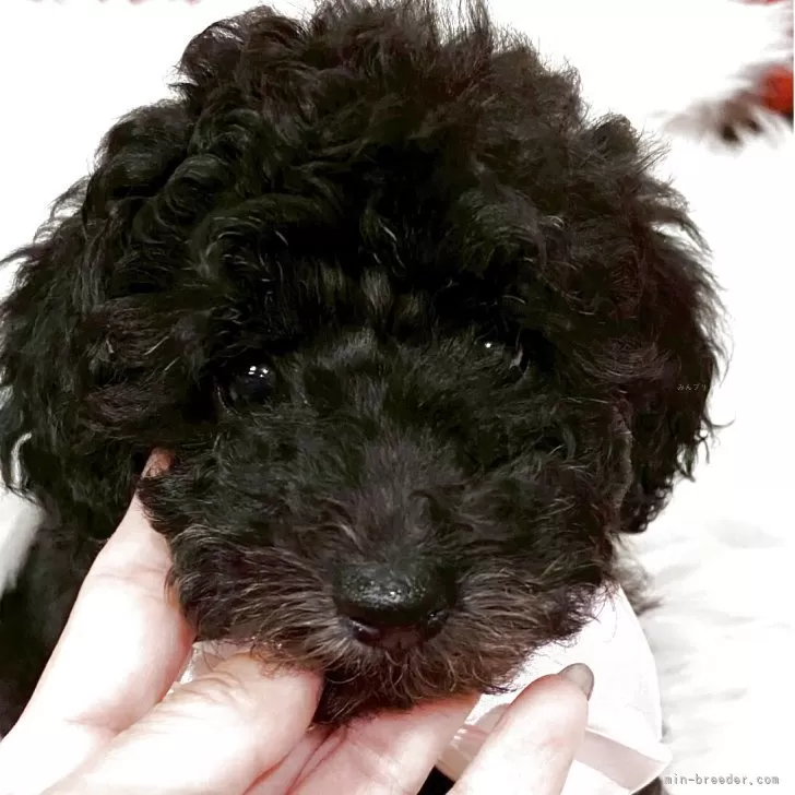 M.H 様のお迎えした子犬