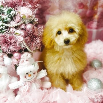 トイプードル(タイニー)【福岡県・女の子・2025年8月22日・オレンジフォーン(アプリコット)】の写真「かわいいお姫様」