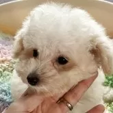 ティーカッププードル