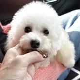 タイニープードル