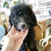 ティーカッププードル