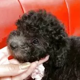 ティーカッププードル【福岡県・女の子・2025年8月21日・グレー(シルバー)】の写真7「横顔です」