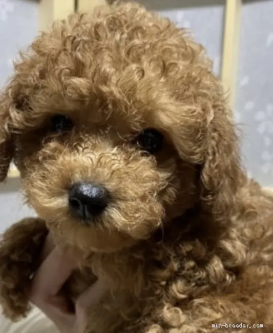 ID：2106-01950の子犬