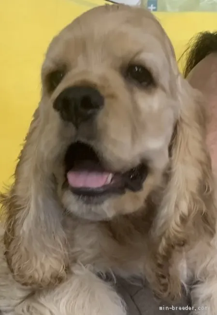 ID:2106-02604の子犬