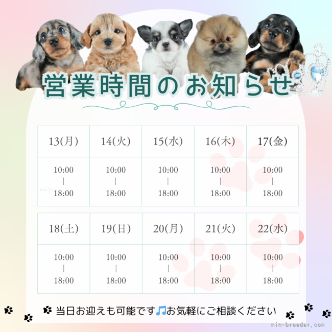 定休日無し🐾18時までご見学できます🐶｜峯田　遥香(みねた　はるか)ブリーダー(茨城県・トイプードルなど・JKC登録)の紹介写真2