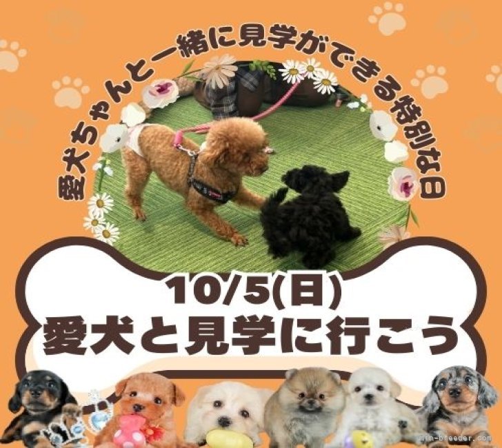 この日だけ！愛犬ちゃんと一緒にご見学できます🎵詳しくはブログをご覧ください👀｜鈴木　理菜(すずき　りな)ブリーダー(茨城県・トイプードルなど・JKC登録)の紹介写真2