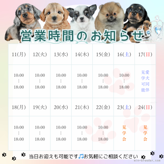 定休日なし⭐18時まで見学可能です🐾｜鈴木　理菜(すずき　りな)ブリーダー(茨城県・トイプードルなど・JKC登録)の紹介写真3