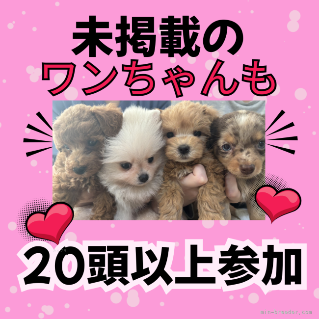 5/24・25は見学会に20頭以上の未掲載のワンちゃんも参加！💕｜峯田　遥香(みねた　はるか)ブリーダー(茨城県・トイプードルなど・JKC登録)の紹介写真3