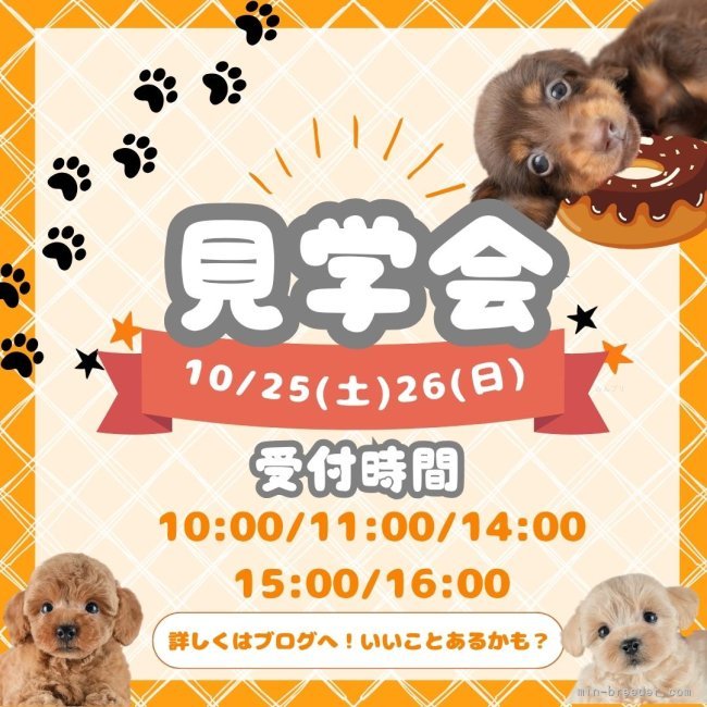 鈴木理菜ブリーダーのブログ：🐾10/25(土)・26(日) 見学会開催｜運命の子に出会うなら今💖