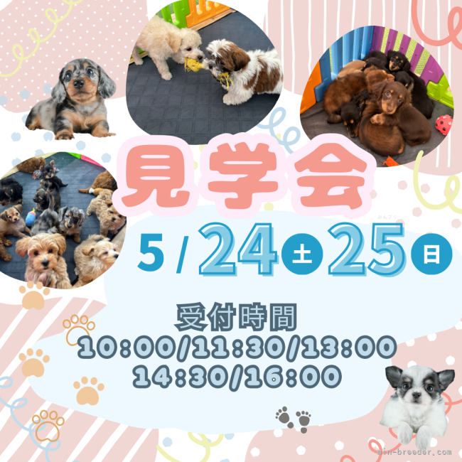 峯田遥香ブリーダーのブログ：🌿5/23(土)・24(日)開催｜初夏の出会い見学会🐾