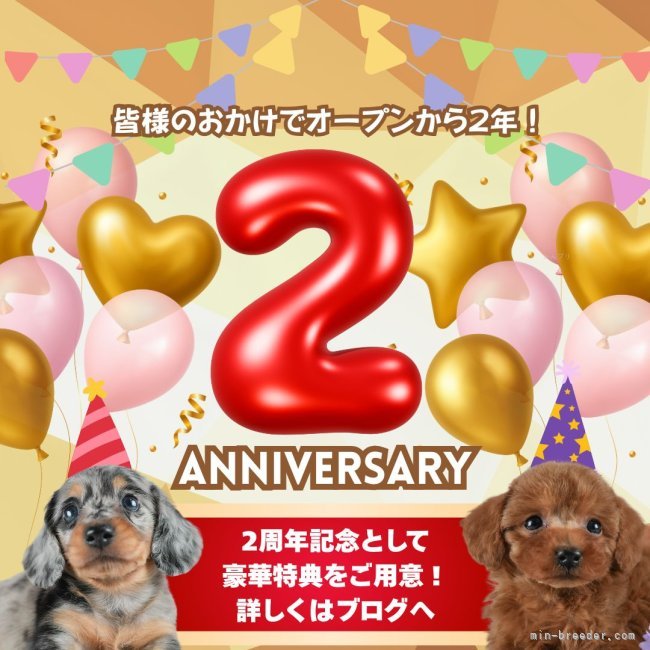鈴木理菜ブリーダーのブログ：🎄🐶🎁【12月限定！2周年＆X’masキャンペーン開催！】🎁🐶🎄