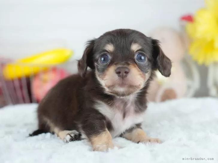 わたし犬ですか?全９種＋色違い１種
リーメント main-82.jpg