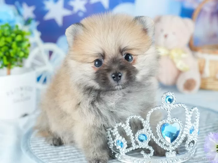 ポメ子様 💓🐾ポメチ〜🐾💓 : 東京都八王子市 ワンラブ イーアス高尾店 ブログ