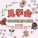 トイプードル(トイ)【茨城県・男の子・2025年3月15日・レッド】の写真3「5/10(土)11(日)見学会🌟50頭以上のワンちゃんが大集合⚡未掲載のワンちゃんも参加🐾」