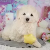 トイプードル(トイ)【茨城県・女の子・2025年9月20日・アプリコット】の写真11「北関東で一番の掲載数！🐶たくさんの子から出会いを見つけませんか？💖」