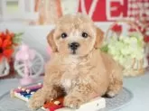 マルプー(マルチーズ×トイプードル)【茨城県・女の子・2025年4月17日・アプリコット】の写真11「4/21時点ランキング全国2位🌟クチコミで話題の見学会が今回一番の最大級規模となっています🐾」