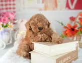 タイニープードル【茨城県・男の子・2025年8月16日・レッド】の写真12「4/21時点ランキング全国2位🌟クチコミで話題の見学会が今回一番の最大級規模となっています🐾」
