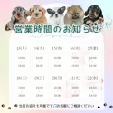 ポメラニアン【茨城県・男の子・2025年3月25日・ブラック】の写真6「定休日無し🌟ご見学は18時まで可能です🐾」