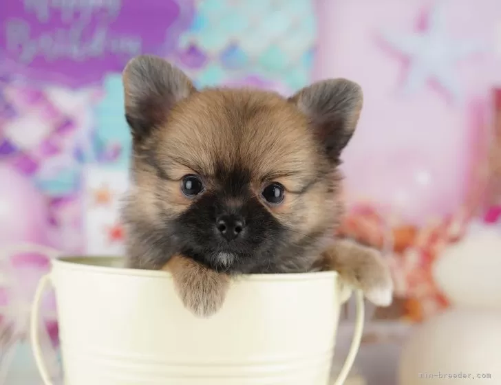 オーダー受付　ポメラニアン　ご予約ページ　5/20 オーダー受付 ポメラニアン ご予約ページ 5/20 オーダー受付