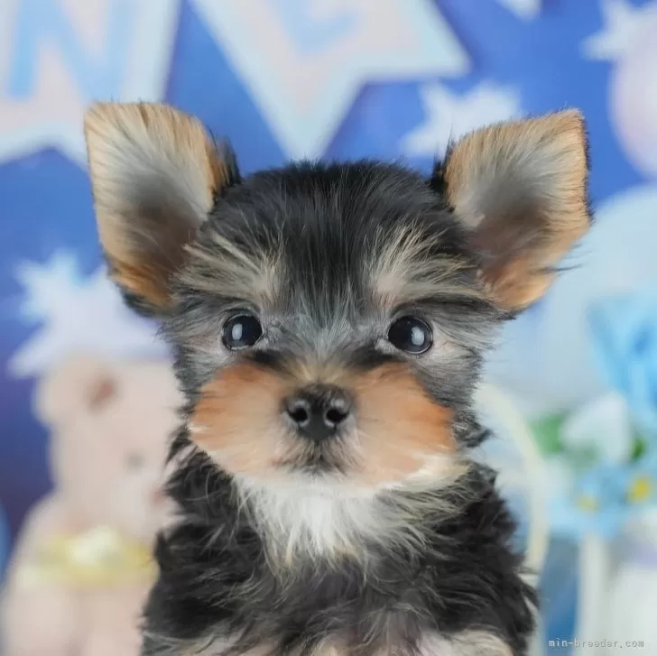 ID：2503-05469の子犬