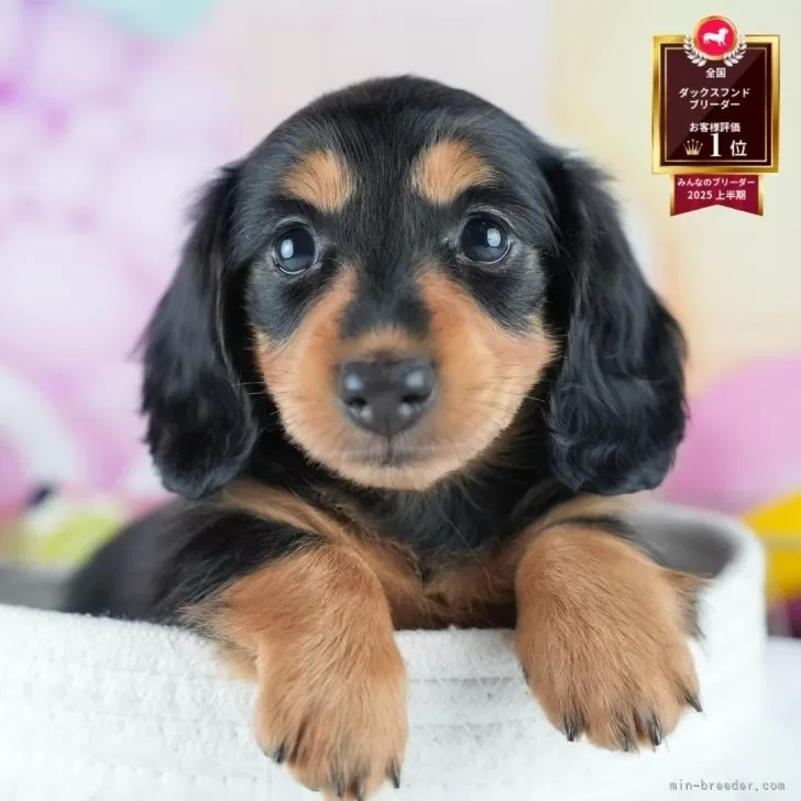 ミニチュアダックスフンド(ロング)【茨城県・男の子・2025年6月22日・ブラック&amp;タン】の写真1「🐶全頭総額表示(接種済ワクチン代・マイクロチップ代・健康診断料込)」