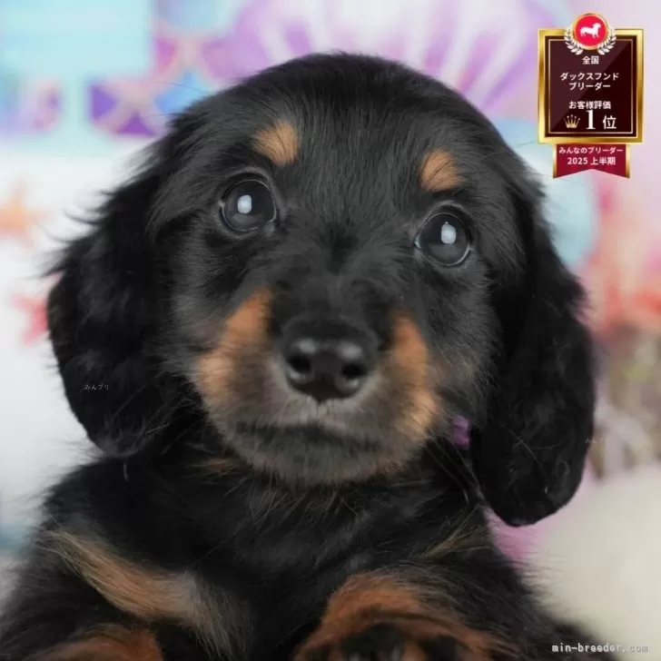 ミニチュアダックスフンド(ロング)【茨城県・男の子・2025年8月6日