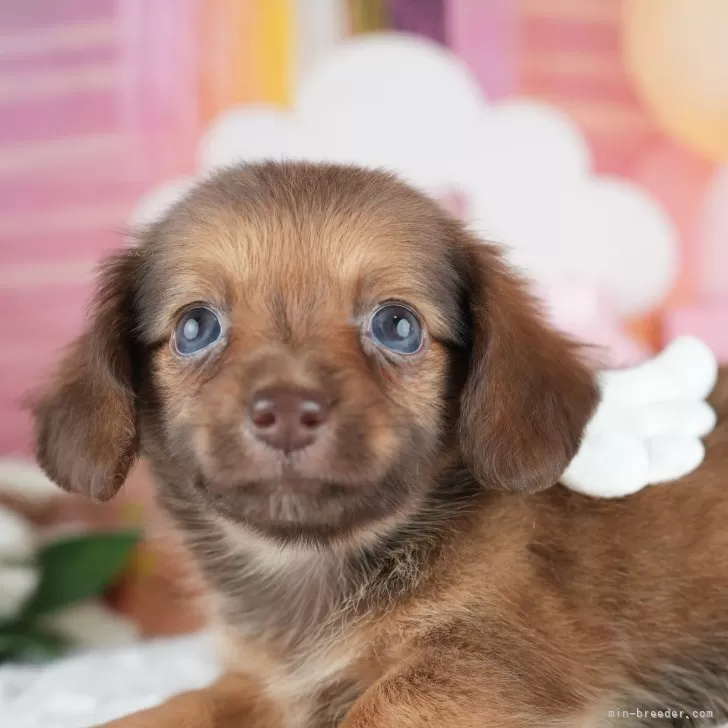 ID：2507-02614の子犬