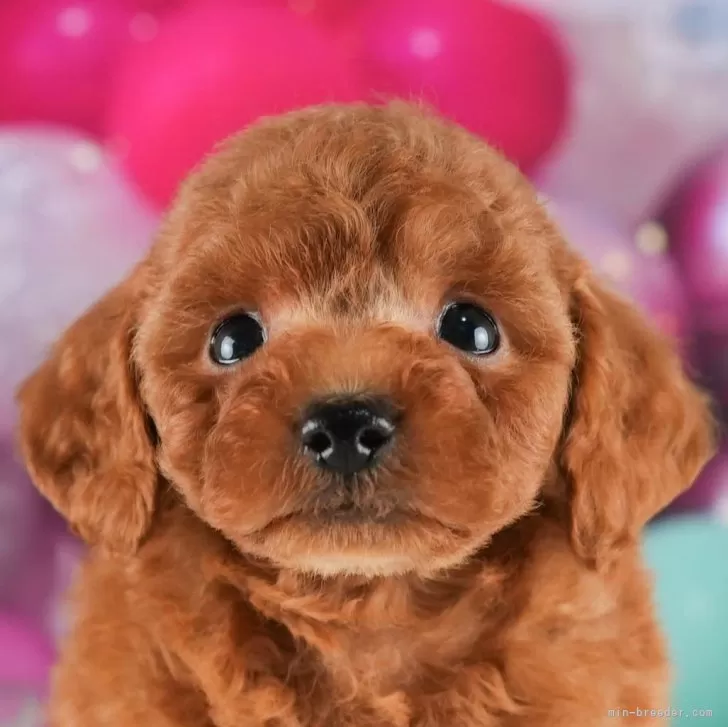 ID：2411-03511の子犬