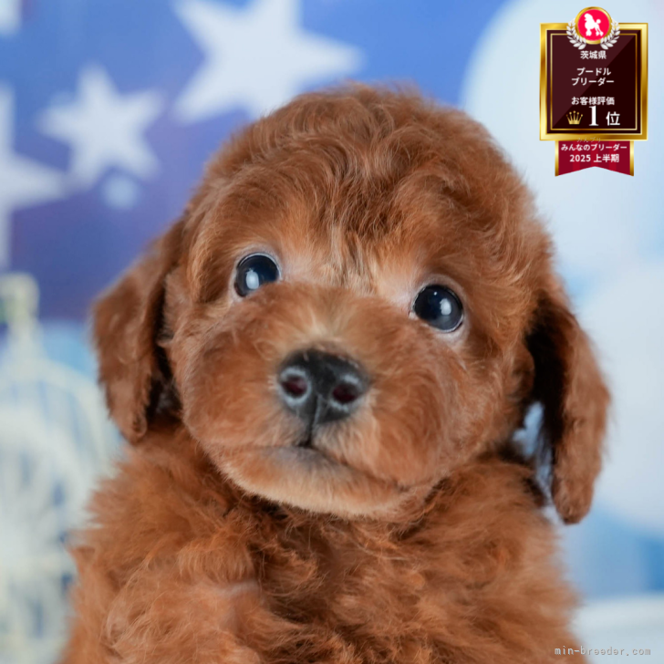 ブリーダー画像