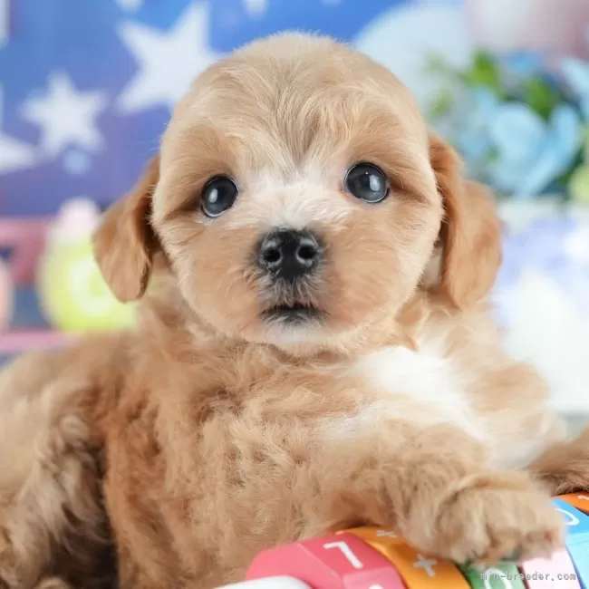 ID：2506-02836の子犬