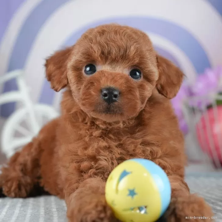 ID：2504-04107の子犬