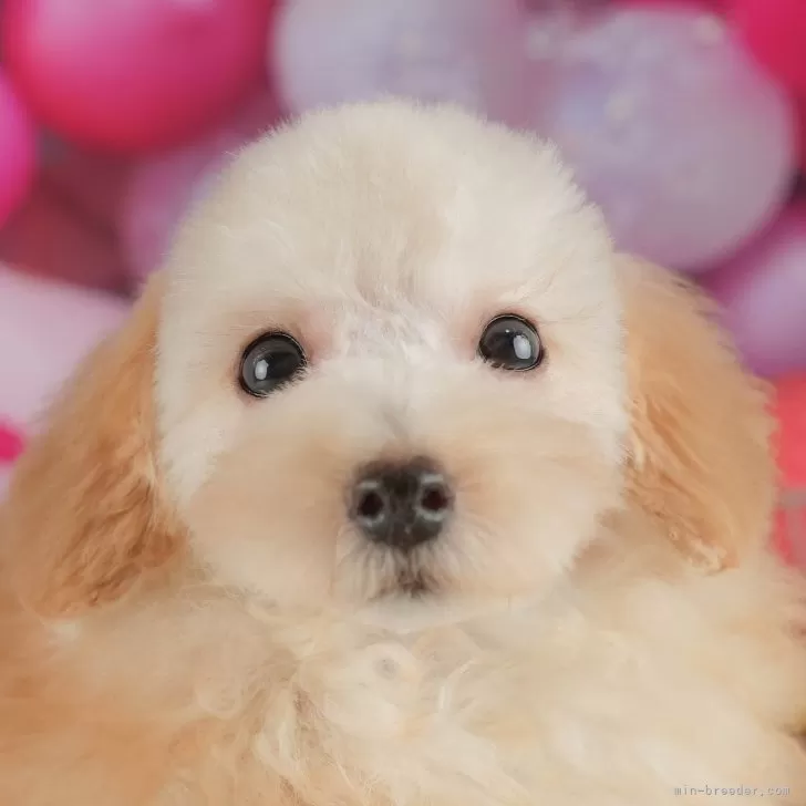 さち 様のお迎えした子犬