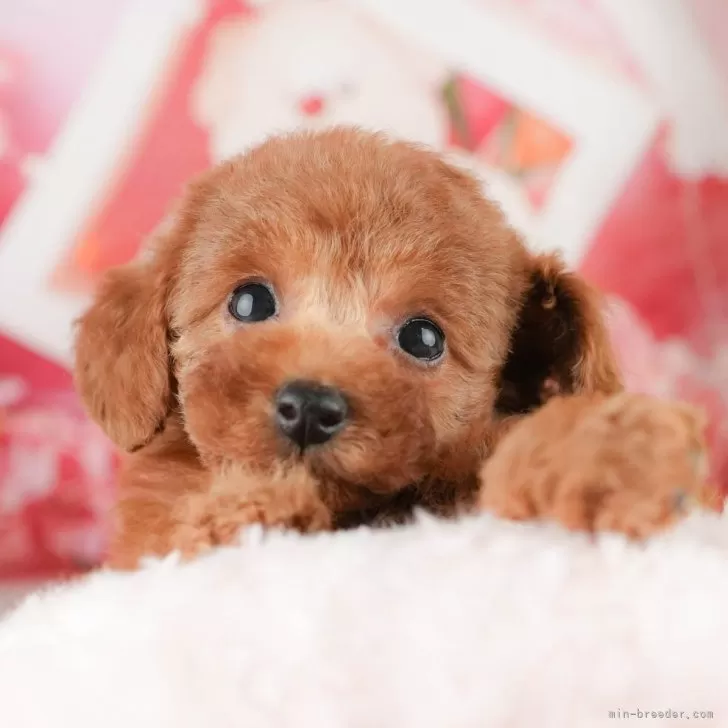 ID：2511-00876の子犬