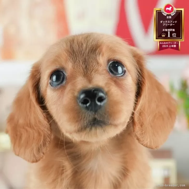 ID:2506-07130の子犬