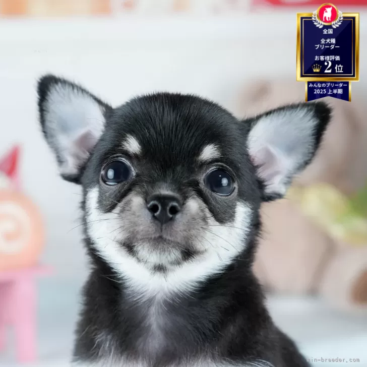 ｋ 様のお迎えした子犬