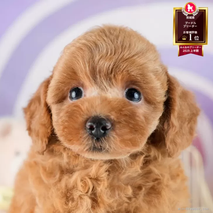 トイプードル(トイ)【茨城県・女の子・2025年8月14日・レッド】の写真1「🐶全頭総額表示(接種済ワクチン代・マイクロチップ代・健康診断料込)」