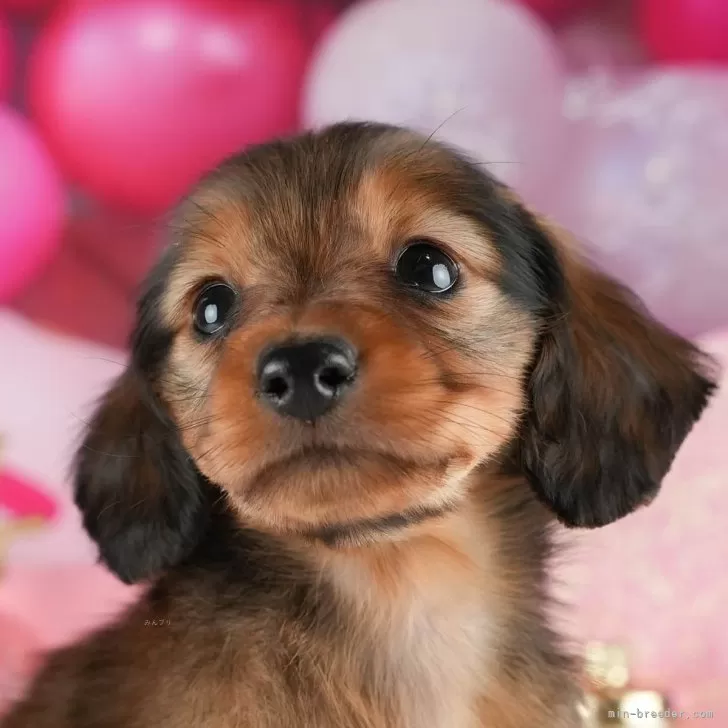 ショウ 様のお迎えした子犬