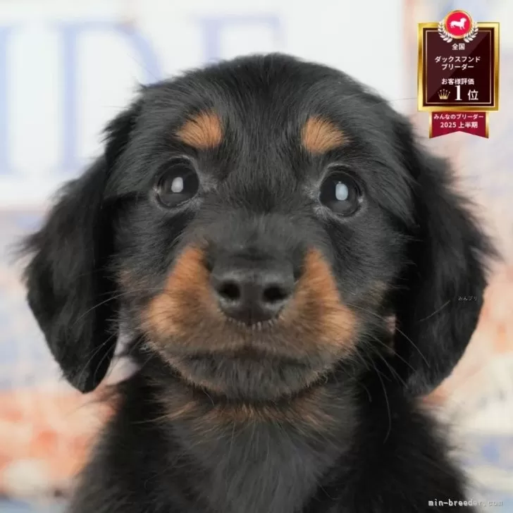 ミニチュアダックスフンド(ロング)【茨城県・女の子・2025年8月6日・ブラック&amp;タン】の写真1「🐶全頭総額表示(接種済ワクチン代・マイクロチップ代・健康診断料込)」