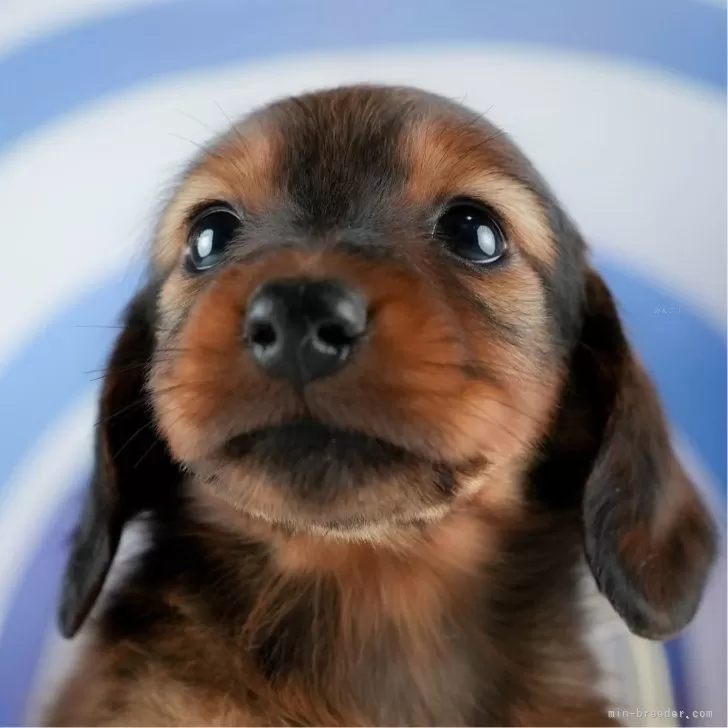 norituke 様のお迎えした子犬