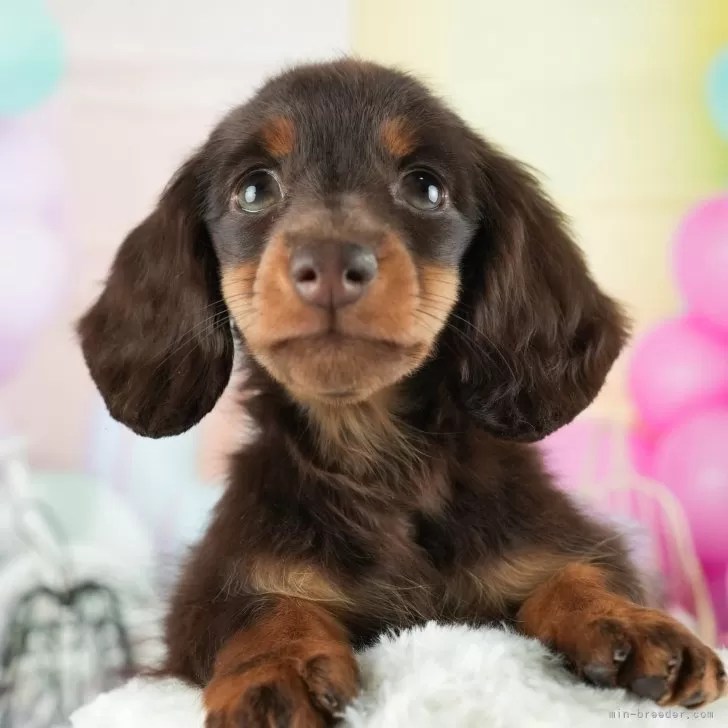 R.S 様のお迎えした子犬