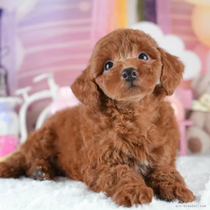 ID：2503-07375の子犬