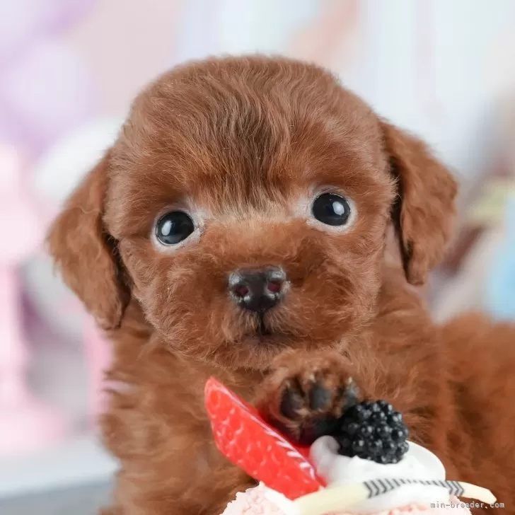 トイプードル(トイ)【茨城県・女の子・2025年2月5日・レッド】の写真1「🐶全頭総額表示(接種済ワクチン代・マイクロチップ代・健康診断料込)」