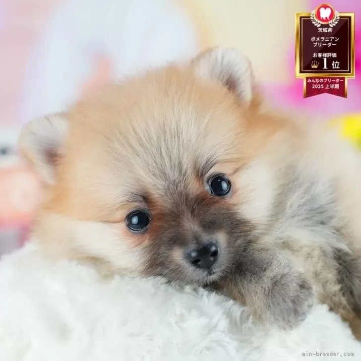とも 様のお迎えした子犬