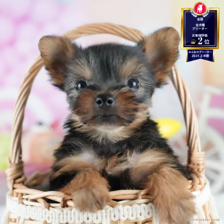 ID：2509-02946の子犬