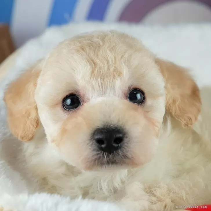 ID:2501-05902の子犬