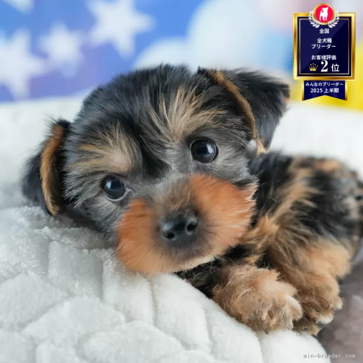 ヨークシャーテリア【茨城県・男の子・2025年7月30日・スティールブルー&タン】の写真1「🐶全頭総額表示(接種済ワクチン代・マイクロチップ代・健康診断料込)」