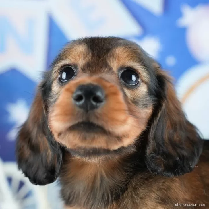 ミニチュアダックスフンド(ロング)【茨城県・女の子・2025年5月7日・シェーデッドレッド】の写真1「🐶全頭総額表示(接種済ワクチン代・マイクロチップ代・健康診断料込)」